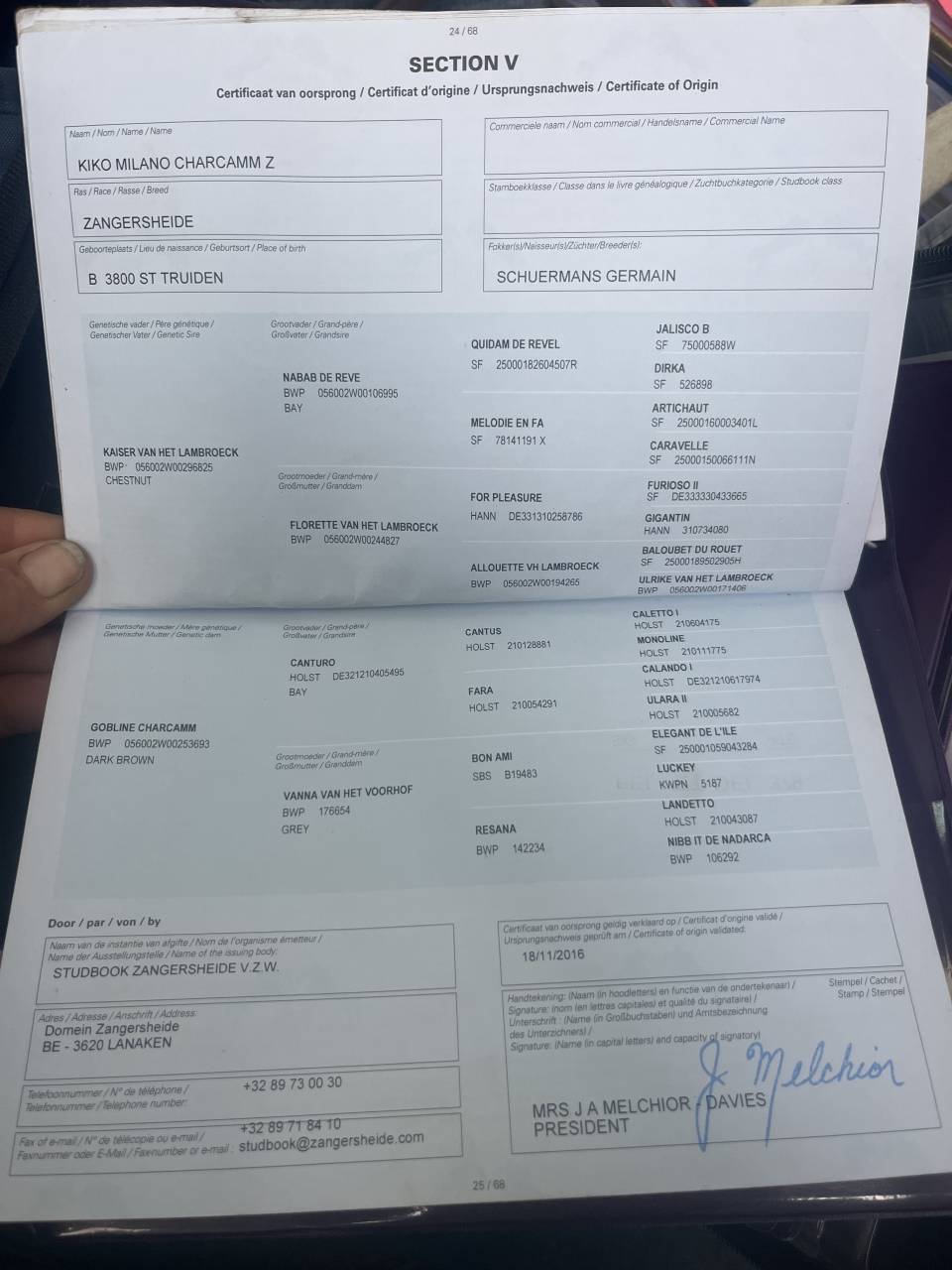 Ruin Zangersheide Te koop 2016 Bruin / Bai