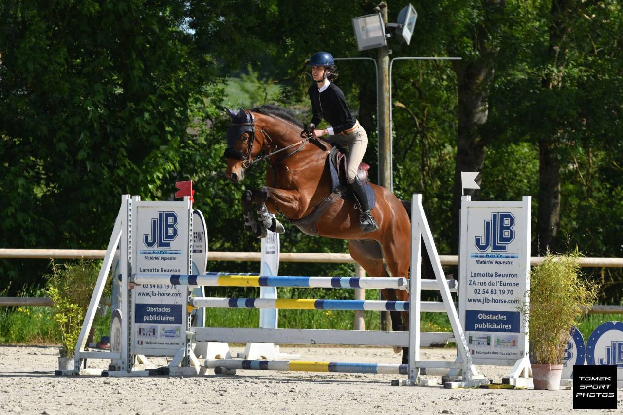 Ruin Selle Français Te koop 2020 Donker bruin / bai