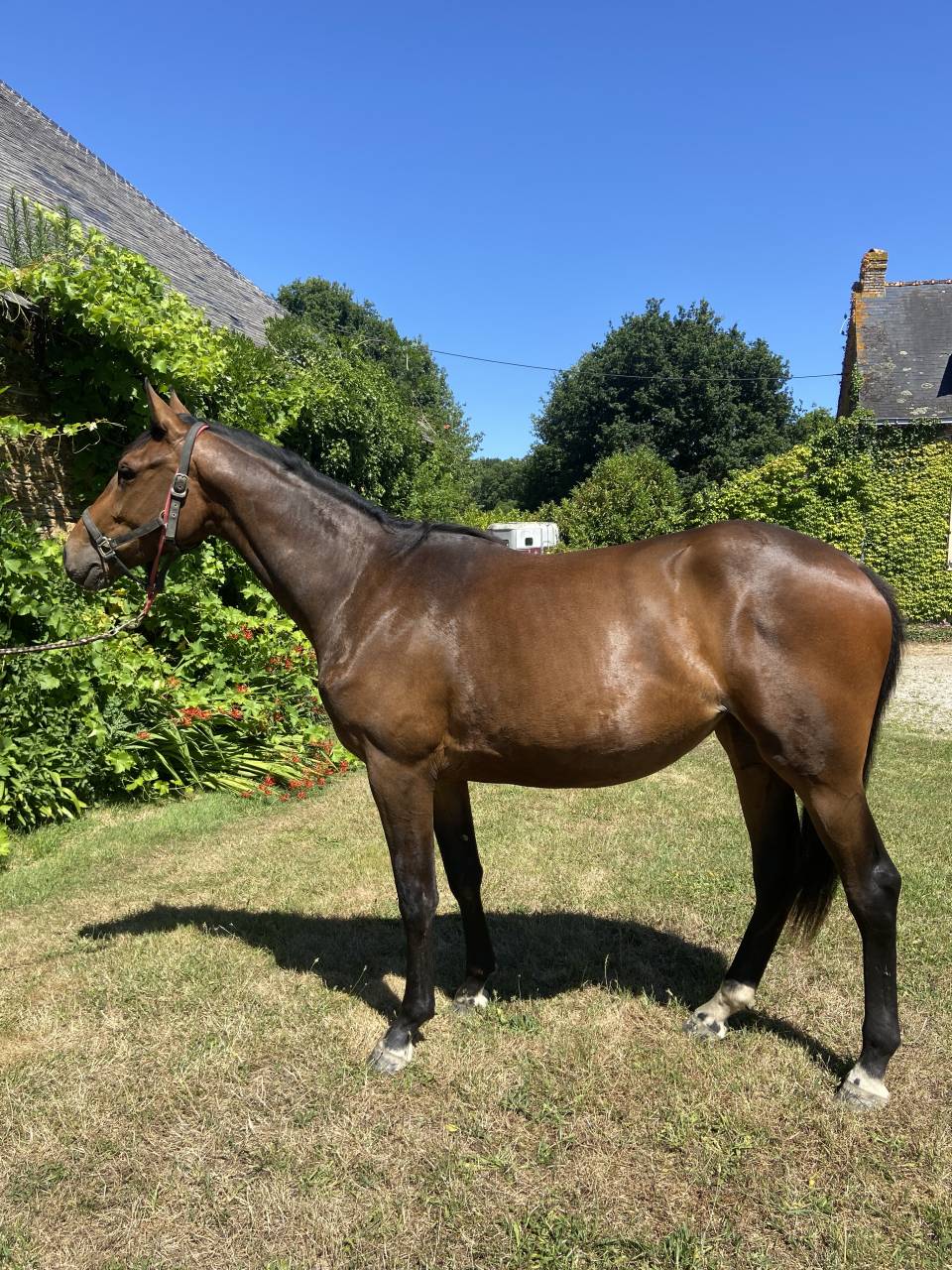 Veulen (vr) Selle Français Te koop 2023 Donker bruin / bai ,  CASALLO Z ZANGERSHEIDE