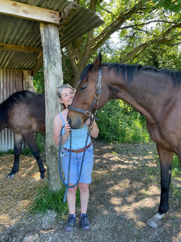 Veulen (vr) Selle Français Te koop 2023 Donker bruin / bai ,  CASALLO Z ZANGERSHEIDE