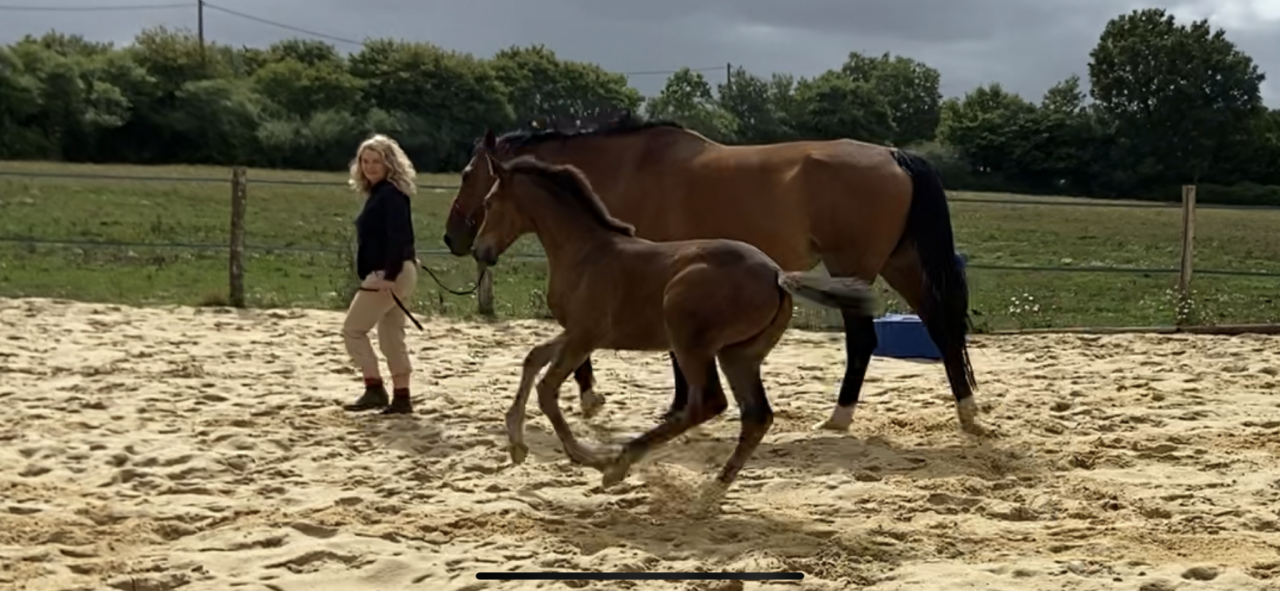 Veulen (vr) Selle Français Te koop 2023 Donker bruin / bai ,  CASALLO Z ZANGERSHEIDE