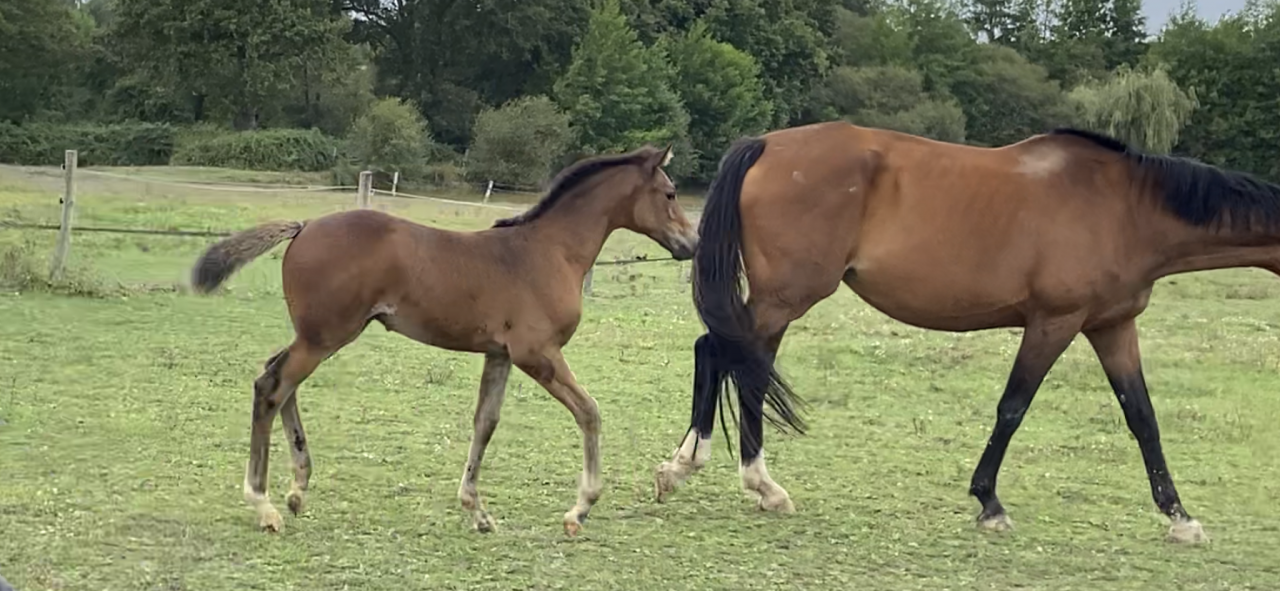 Veulen (vr) Selle Français Te koop 2023 Donker bruin / bai ,  CASALLO Z ZANGERSHEIDE