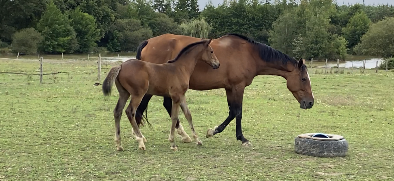 Veulen (vr) Selle Français Te koop 2023 Donker bruin / bai ,  CASALLO Z ZANGERSHEIDE