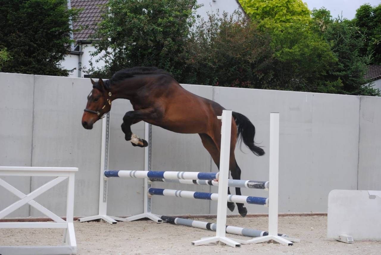 Ruin Zangersheide Te koop 2023 Donker bruin / bai ,  QUABRI DE L'ISLE