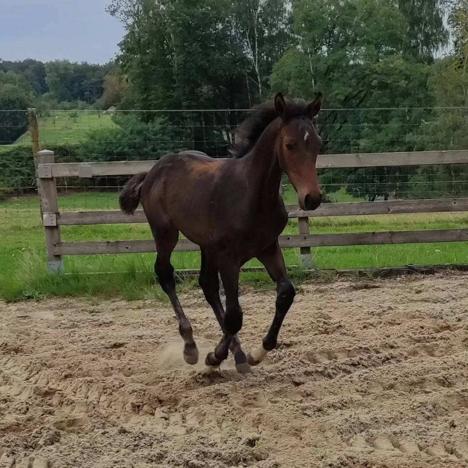 Ruin Zangersheide Te koop 2023 Donker bruin / bai ,  QUABRI DE L'ISLE