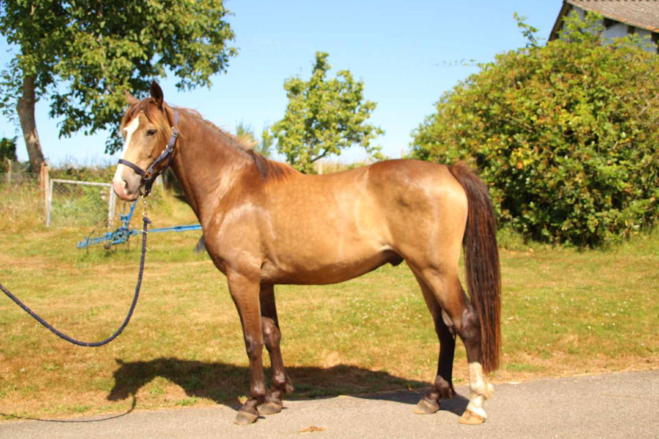 Ruin Franse rijpony PFS Te koop 2022 Isabel ,  Gold &eacute;ternel poune's