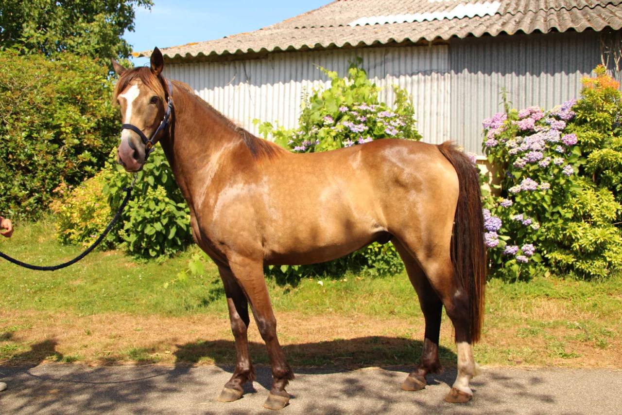 Ruin Franse rijpony PFS Te koop 2022 Isabel ,  Gold &eacute;ternel poune's