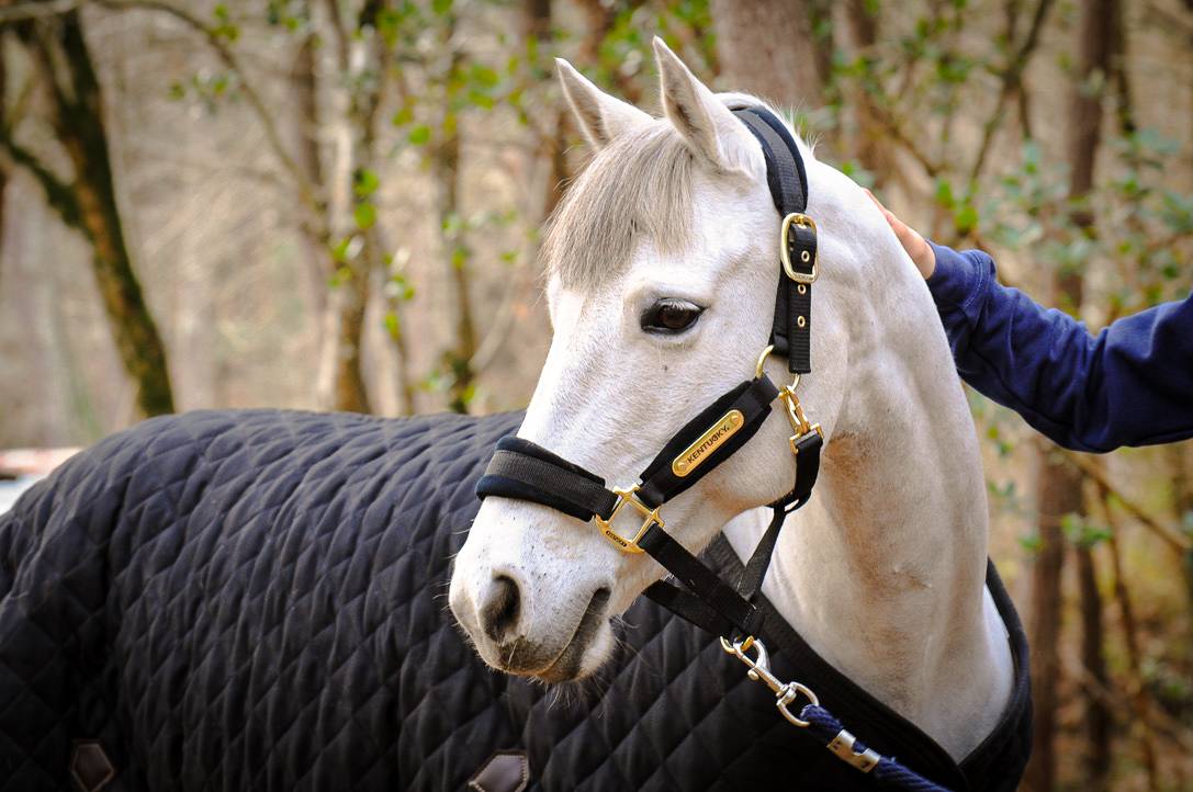 Ruin Connemara Te koop 2012 Schimmel ,  DON JUAN V'hn