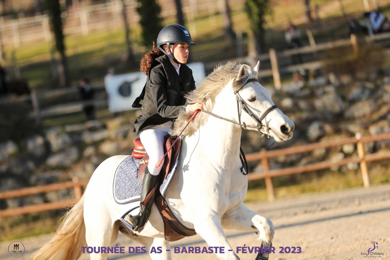 Ruin Connemara Te koop 2012 Schimmel ,  DON JUAN V'hn