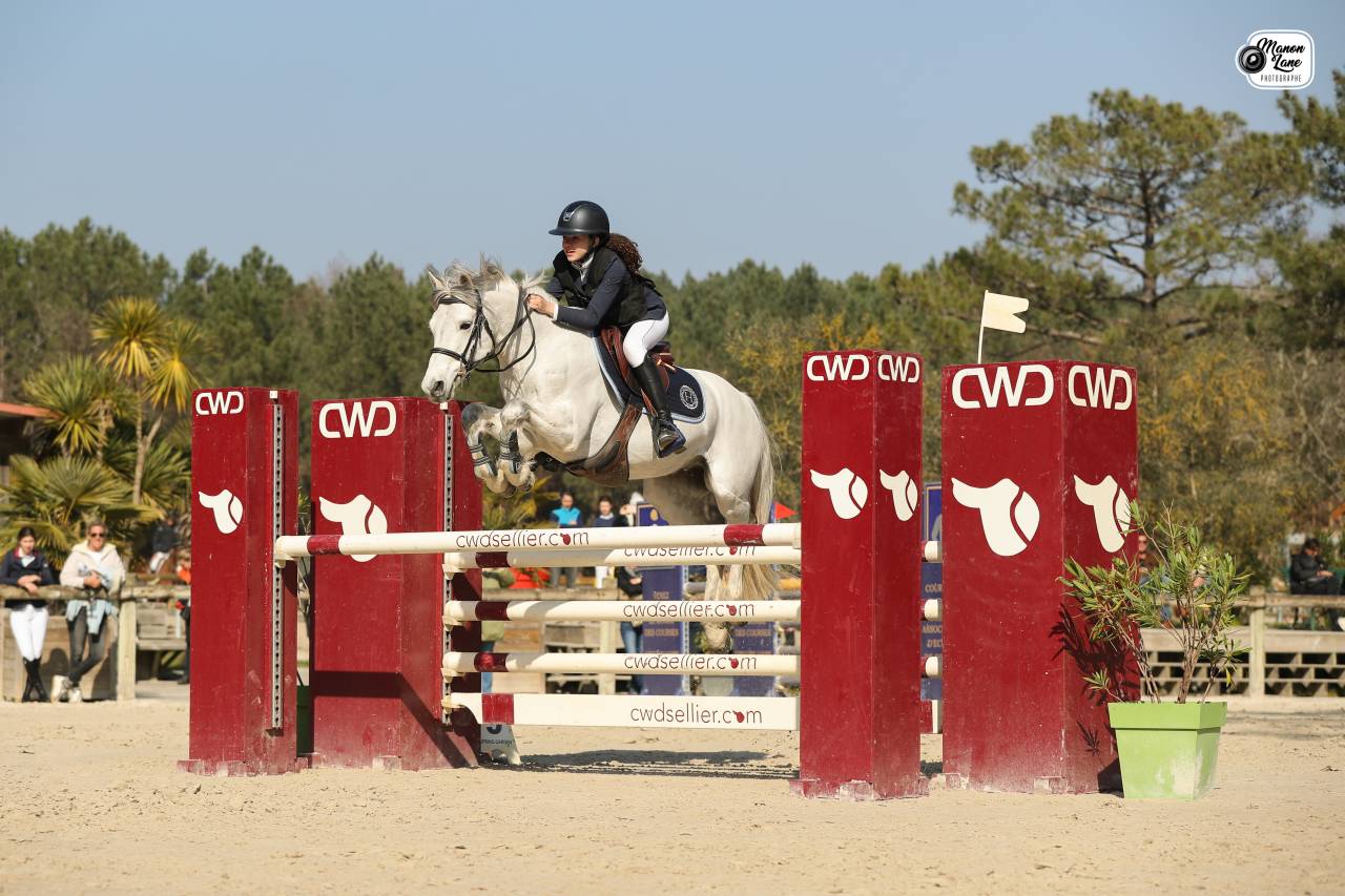 Ruin Connemara Te koop 2012 Schimmel ,  DON JUAN V'hn