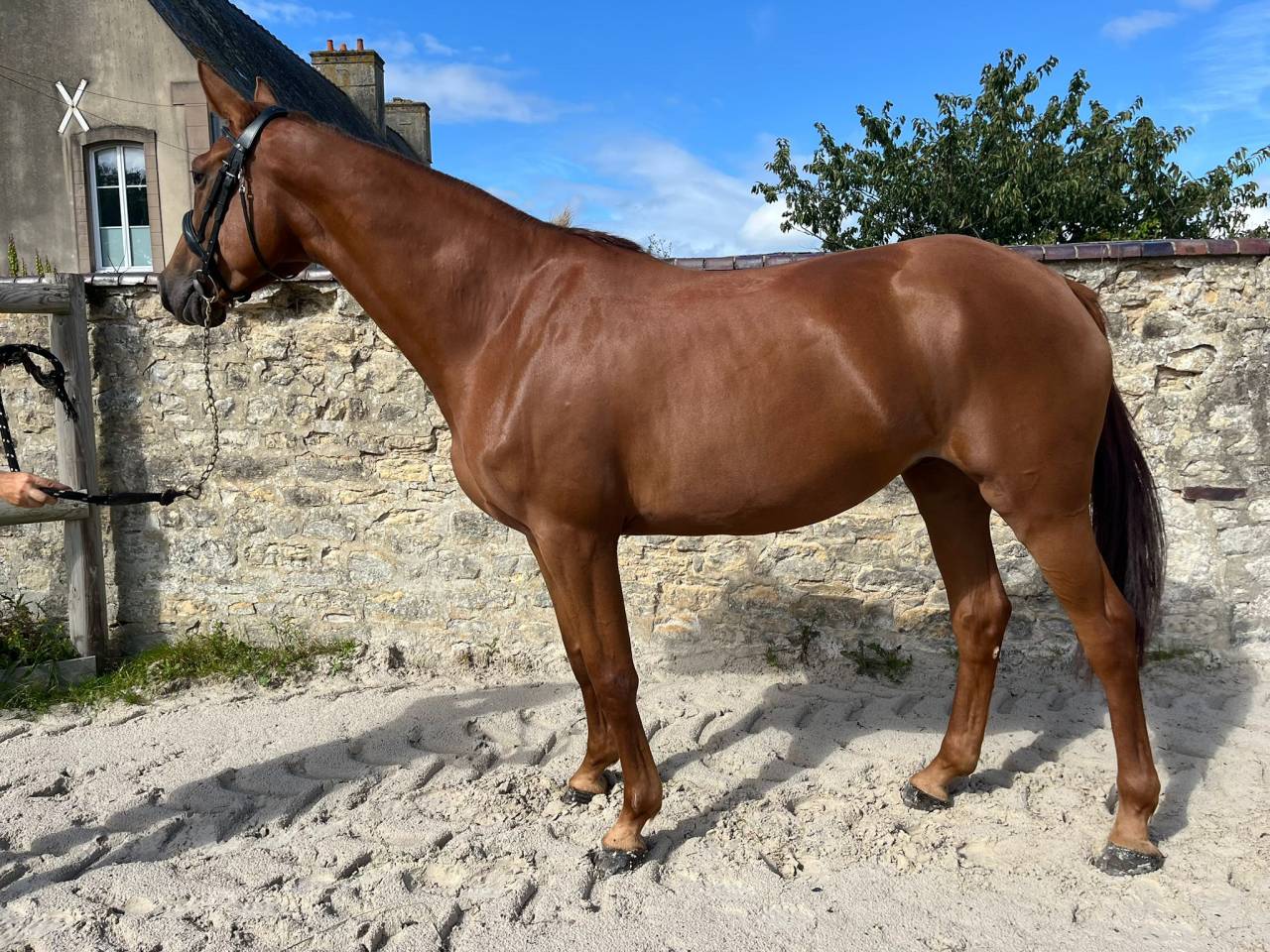 Merrie Selle Français Te koop 2021 Vos ,  CANDY DE NANTUEL