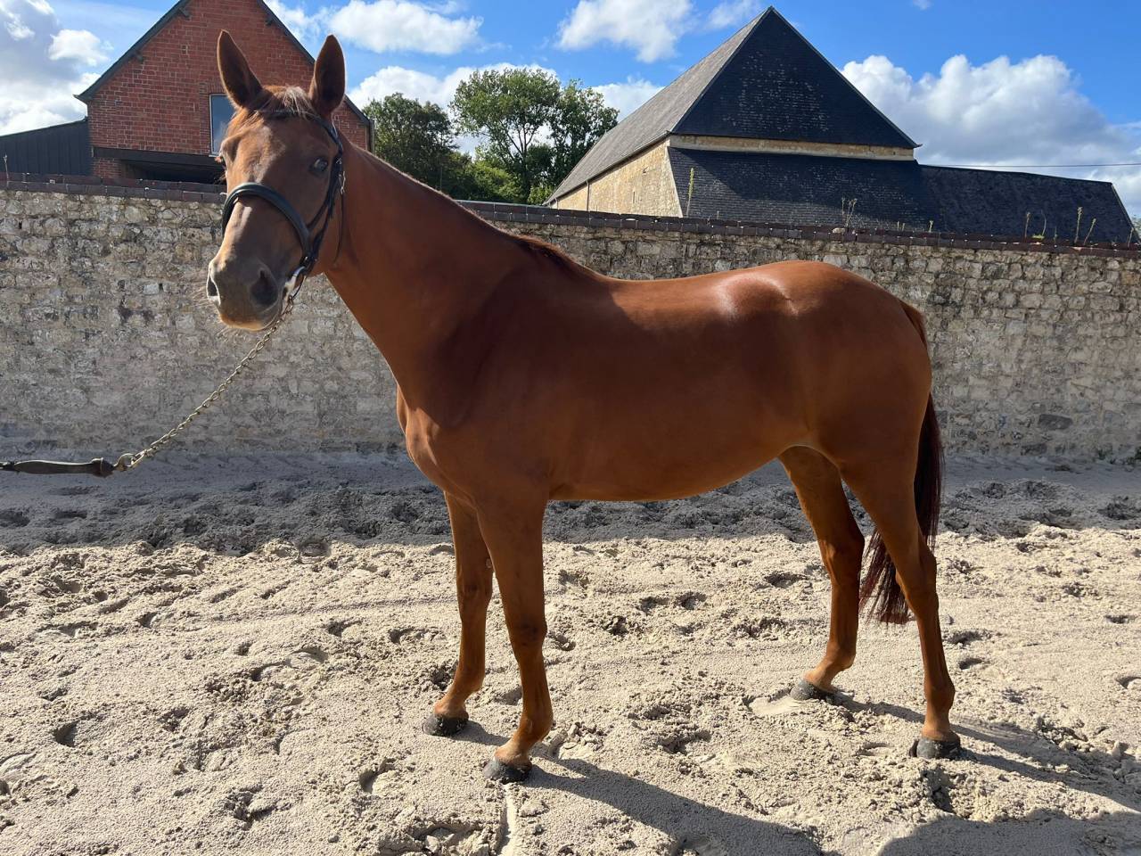 Merrie Selle Français Te koop 2021 Vos ,  CANDY DE NANTUEL