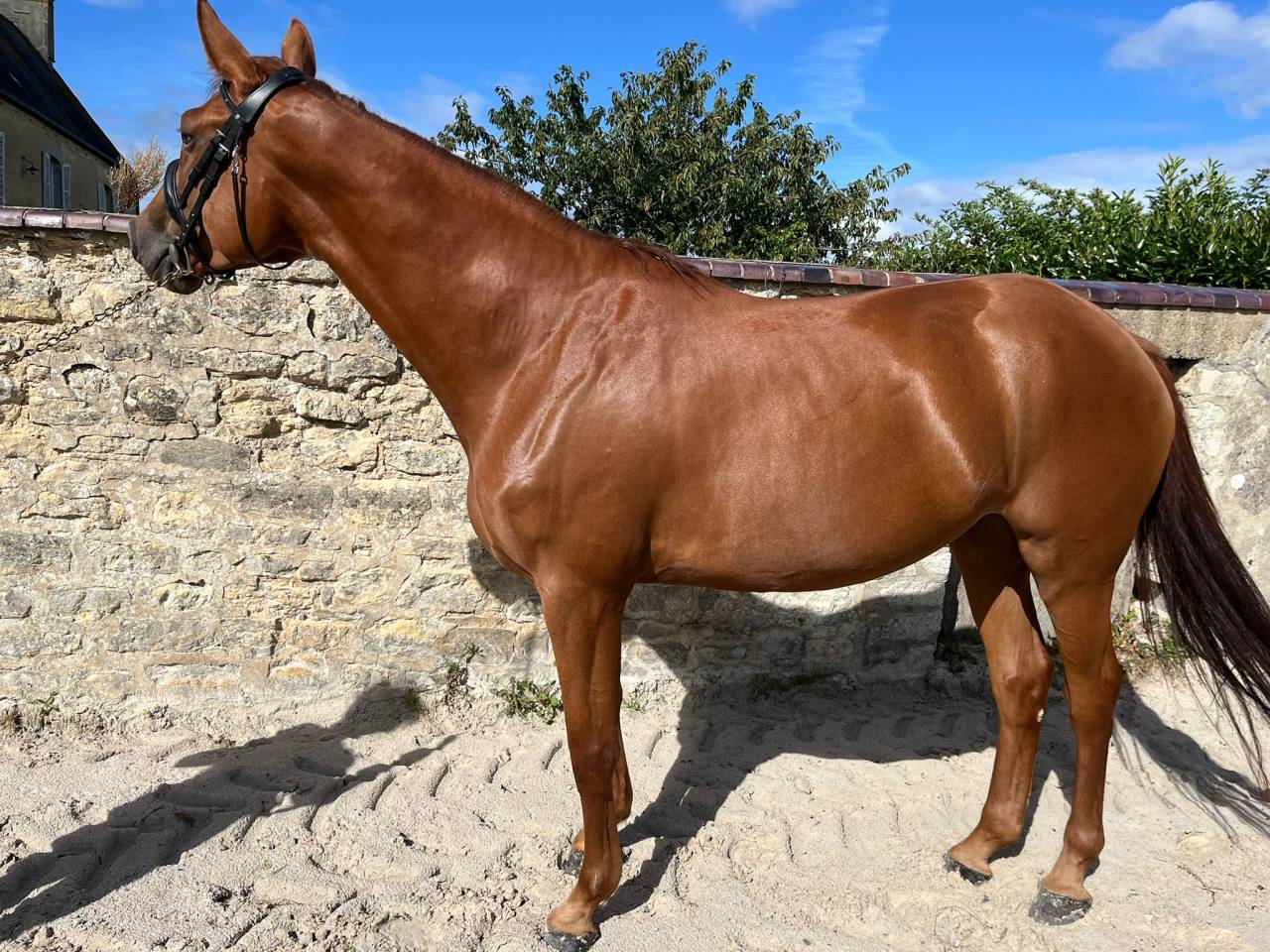 Merrie Selle Français Te koop 2021 Vos ,  CANDY DE NANTUEL