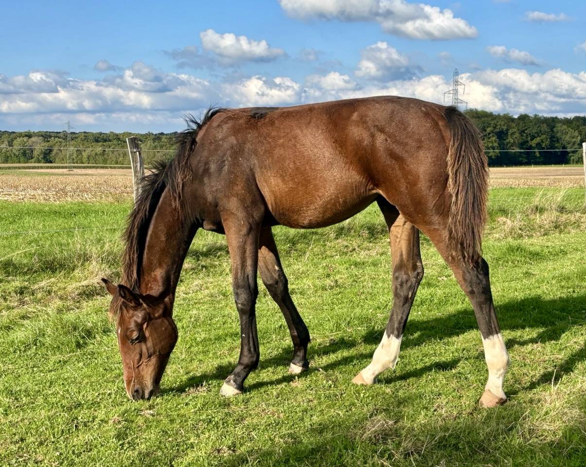 Veulen (ml) Selle Français Te koop 2025 Donker bruin / bai ,  Dollar du Rouet