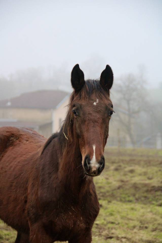 Veulen (ml) Selle Fran&ccedil;ais Te koop 2025 Donker bruin / bai ,  Dollar du Rouet