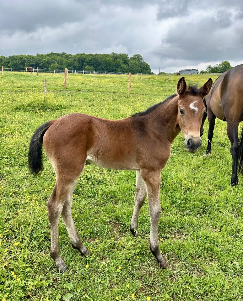 Veulen (vr) Selle Français Te koop 2025 Donker bruin / bai ,  Stakkatol