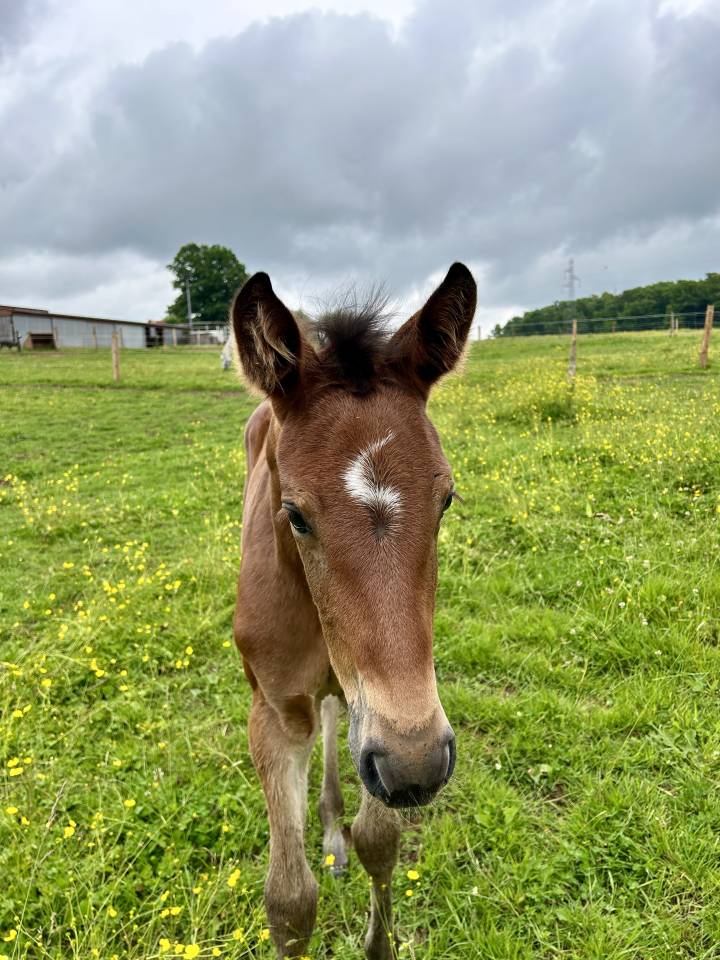Veulen (vr) Selle Français Te koop 2025 Donker bruin / bai ,  Stakkatol