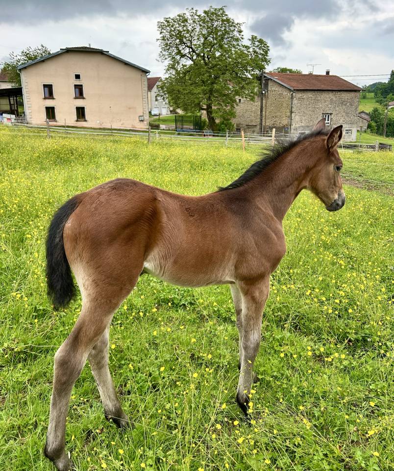 Veulen (vr) Selle Français Te koop 2025 Donker bruin / bai ,  Stakkatol