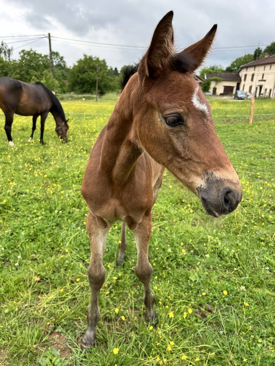 Veulen (vr) Selle Français Te koop 2025 Donker bruin / bai ,  Stakkatol