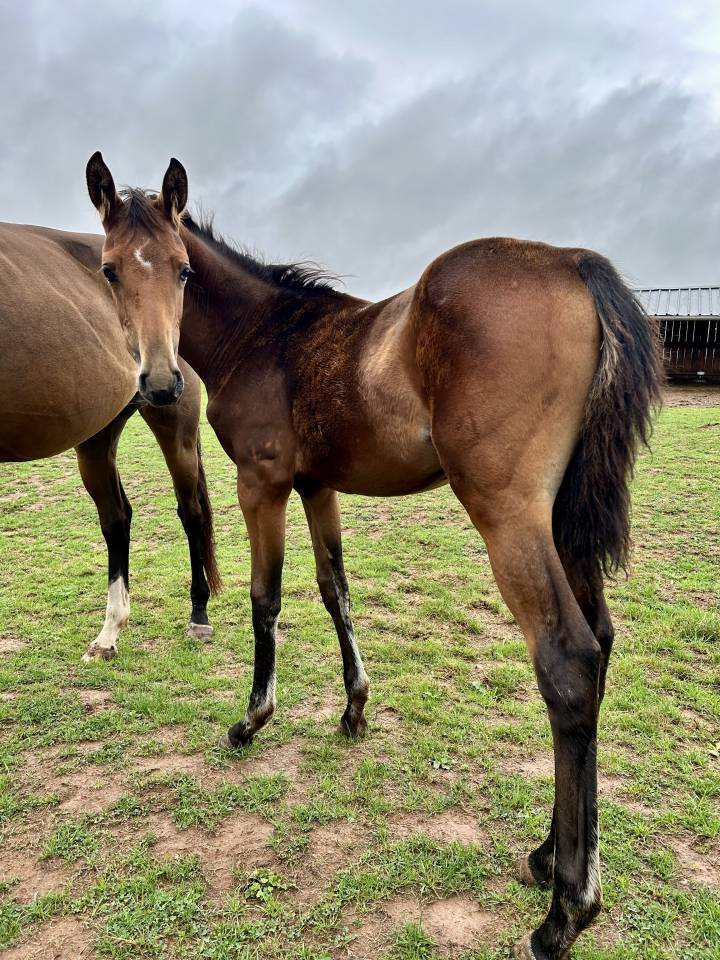 Veulen (vr) Selle Français Te koop 2025 Donker bruin / bai ,  Stakkatol