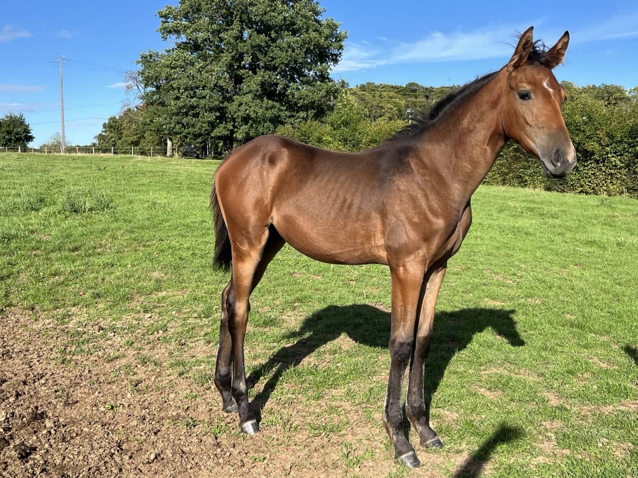 Veulen (vr) Selle Français Te koop 2025 Donker bruin / bai ,  Stakkatol