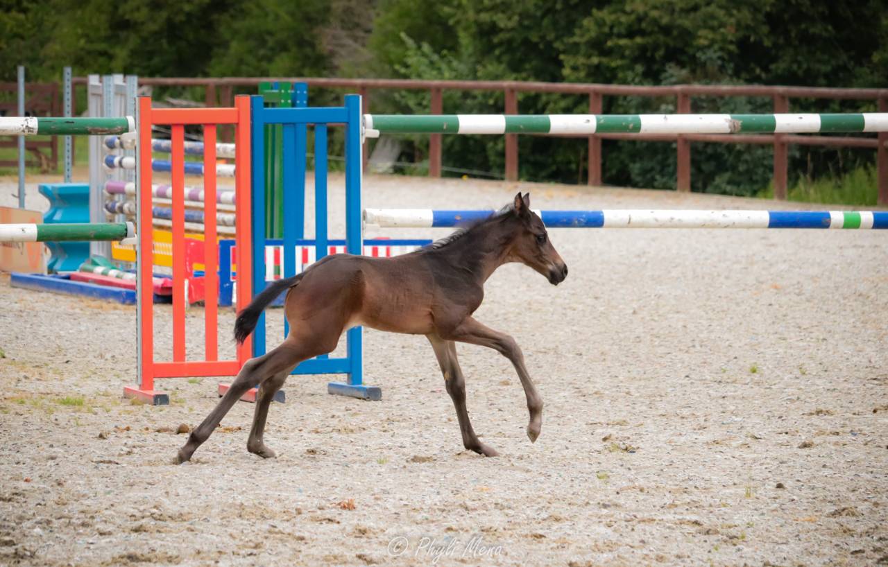 Veulen (ml) Zangersheide Te koop 2025 Zwart ,  Jaguar d'hébène
