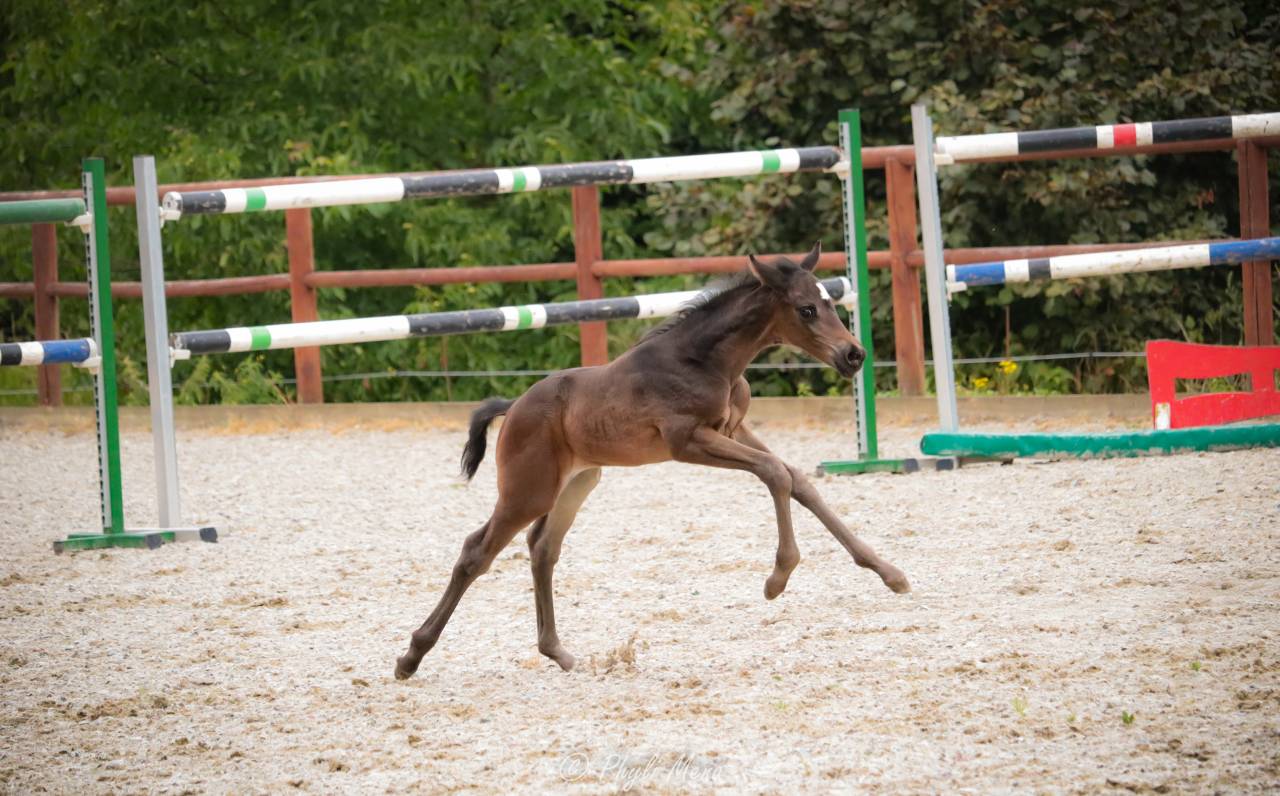 Veulen (ml) Zangersheide Te koop 2025 Zwart ,  Jaguar d'hébène