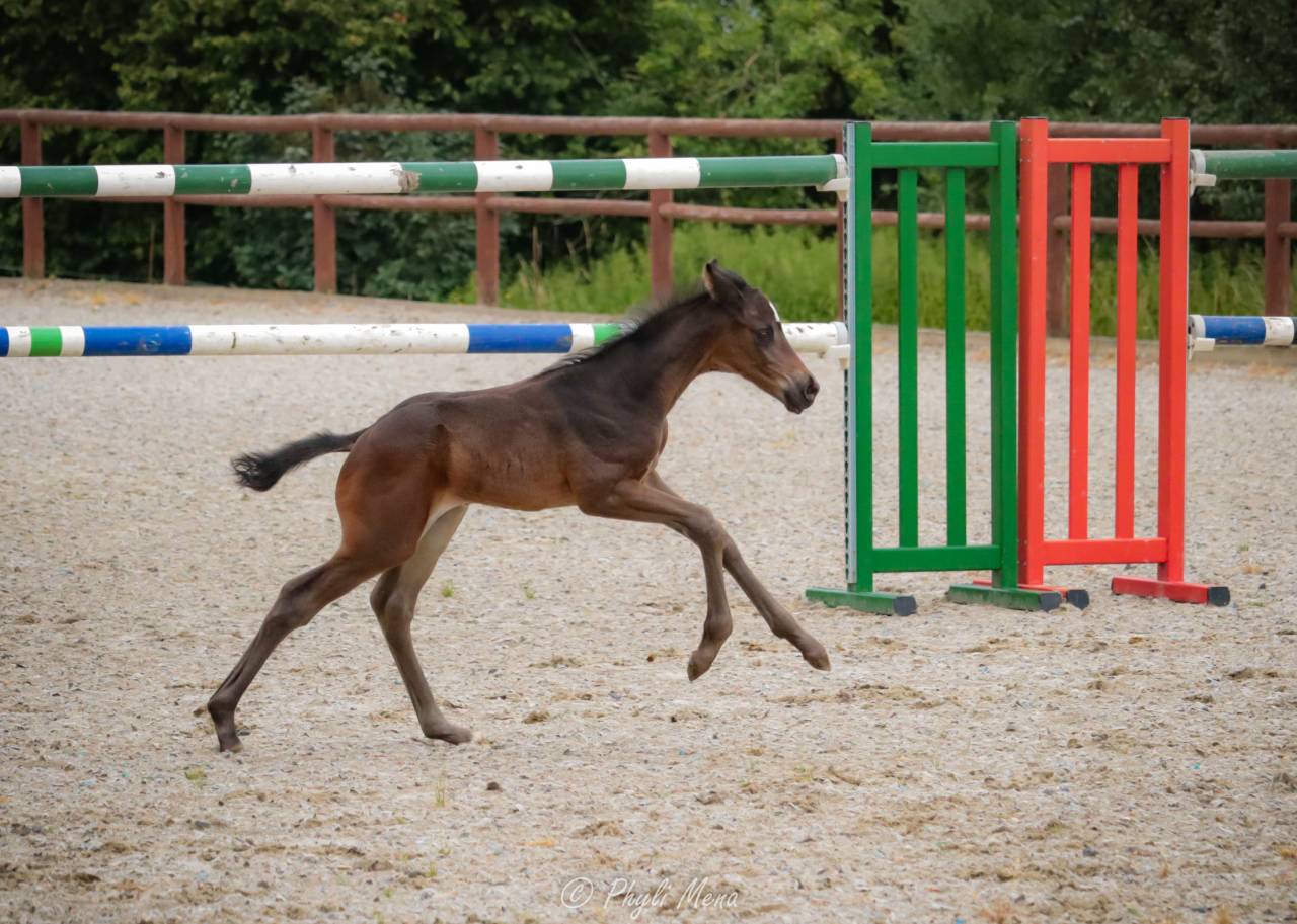 Veulen (ml) Zangersheide Te koop 2025 Zwart ,  Jaguar d'hébène