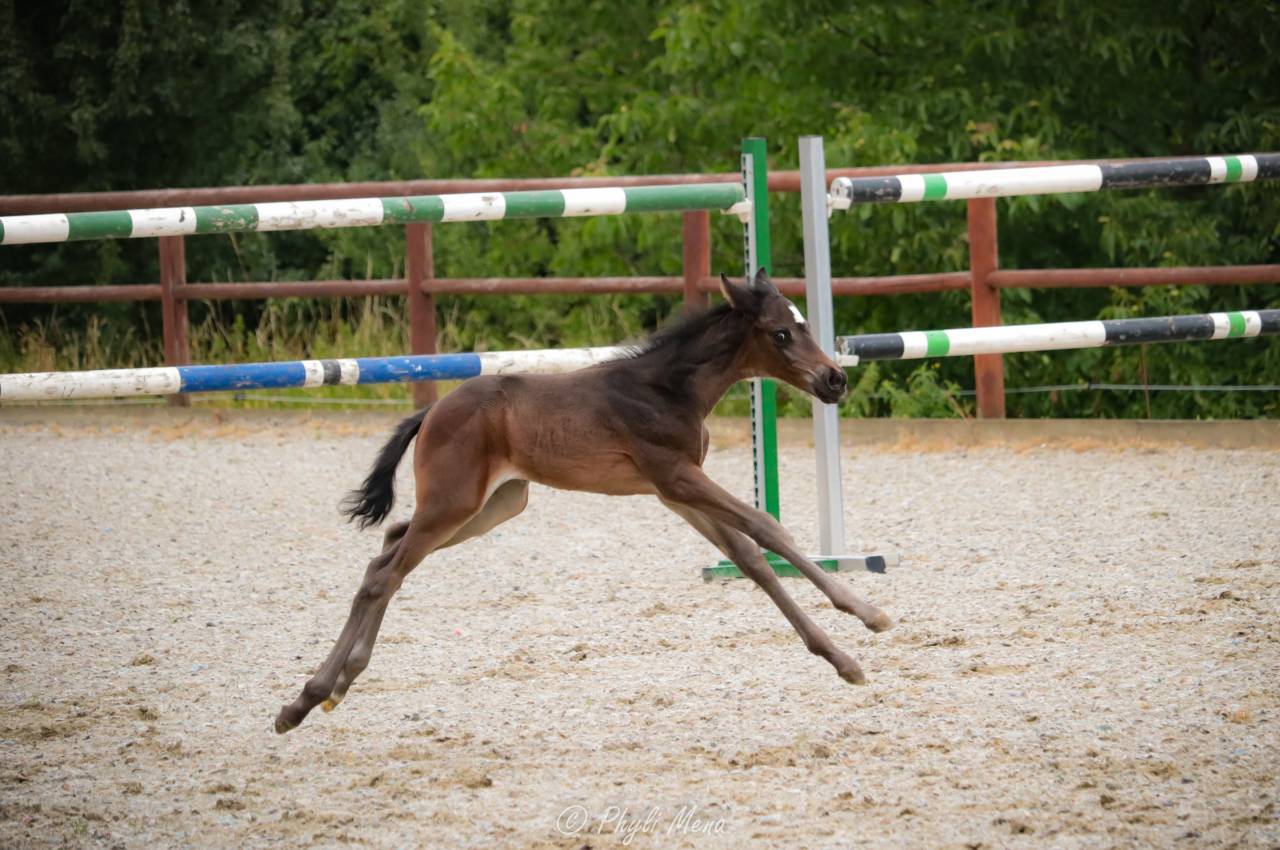Veulen (ml) Zangersheide Te koop 2025 Zwart ,  Jaguar d'hébène