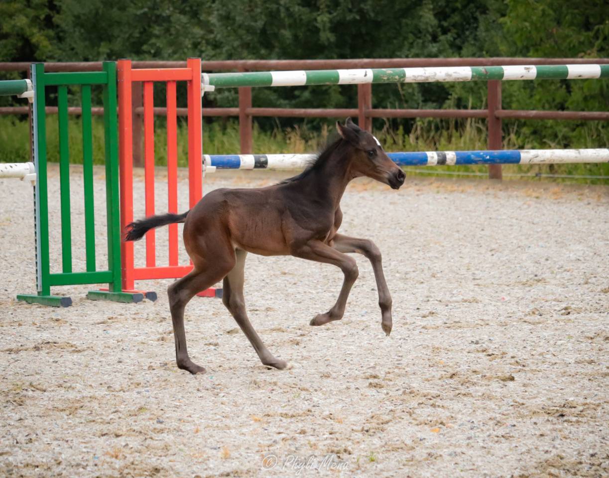 Veulen (ml) Zangersheide Te koop 2025 Zwart ,  Jaguar d'hébène