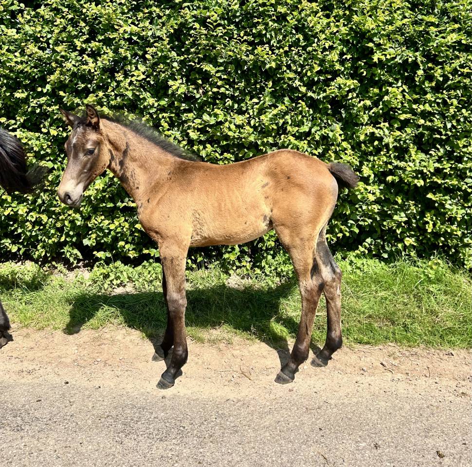 Veulen (ml) Bekend ras Te koop 2025 Bruin / Bai ,  TOEMME DE REGOR Z