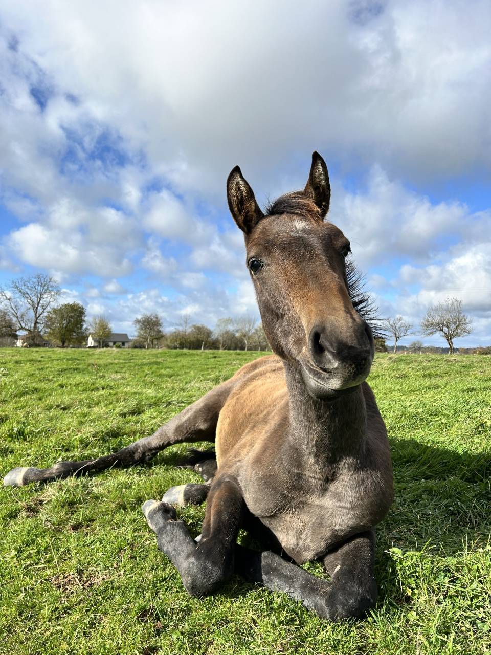 Veulen (ml) Bekend ras Te koop 2025 Bruin / Bai ,  TOEMME DE REGOR Z
