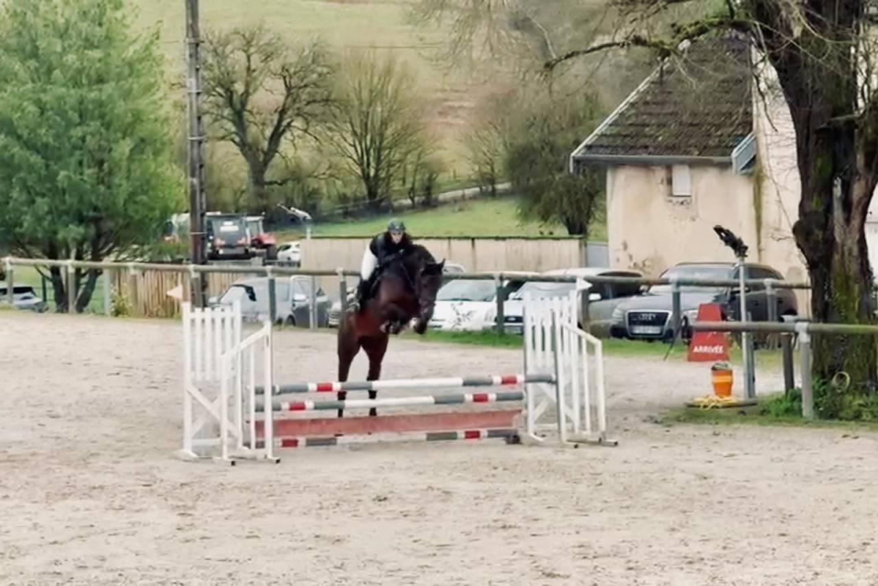 Veulen (ml) Bekend ras Te koop 2025 Bruin / Bai ,  TOEMME DE REGOR Z