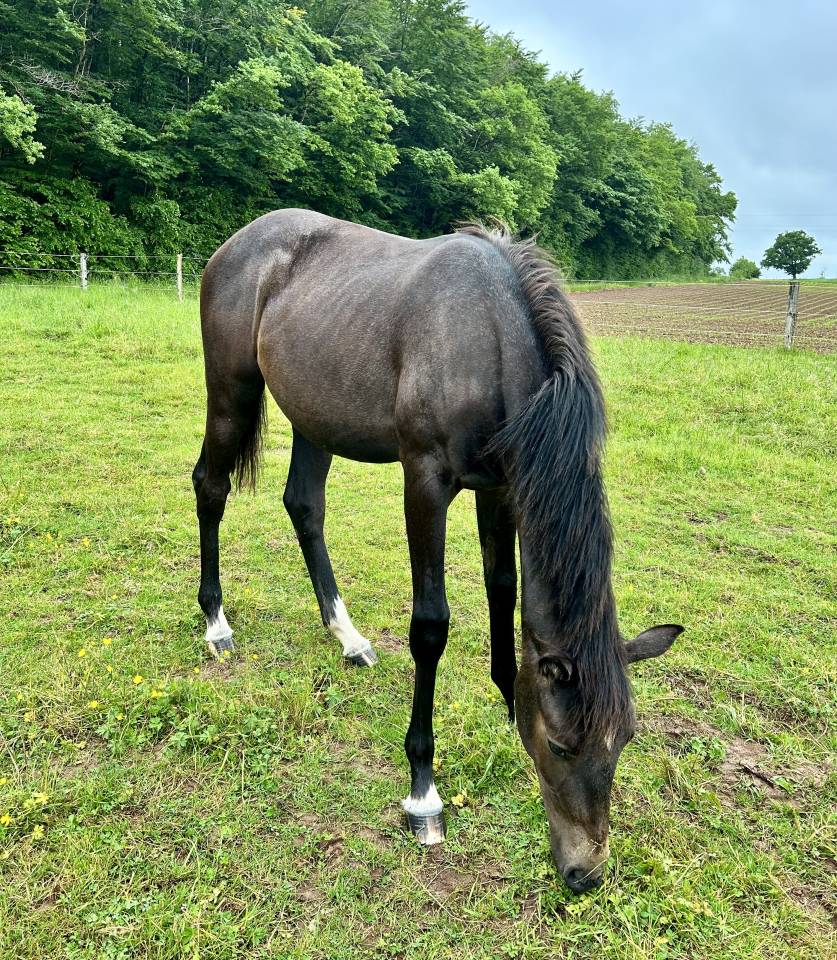 Merrie Selle Français Te koop 2024 Schimmel ,  HOTSHOT CDL