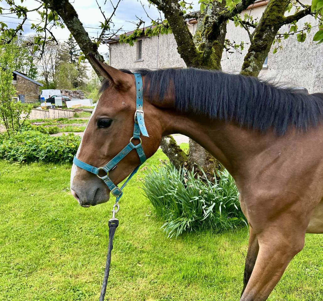 Merrie Selle Français Te koop 2023 Donker bruin / bai ,  QLASSIC BOIS MARGOT