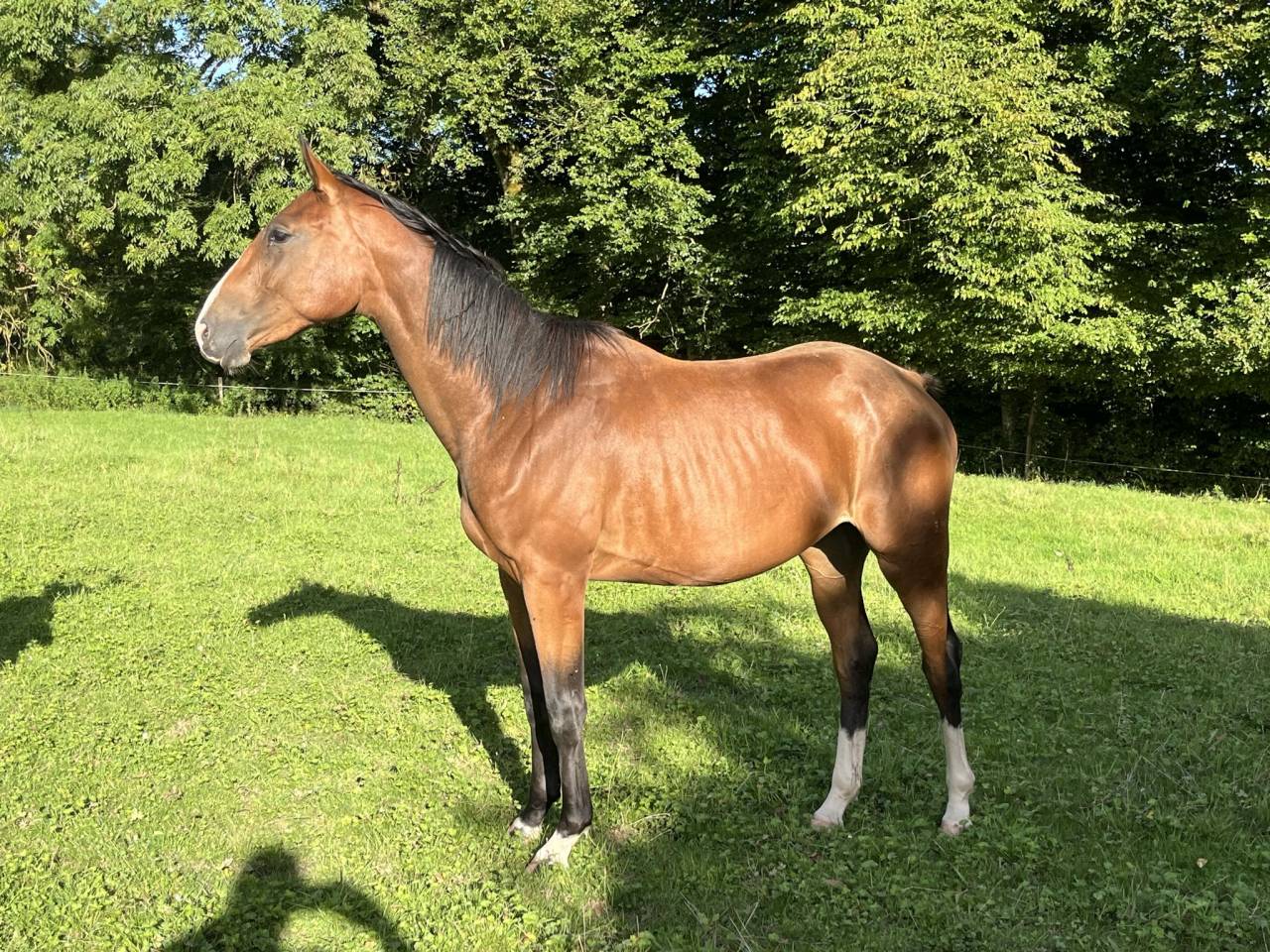Merrie Selle Français Te koop 2023 Donker bruin / bai ,  QLASSIC BOIS MARGOT
