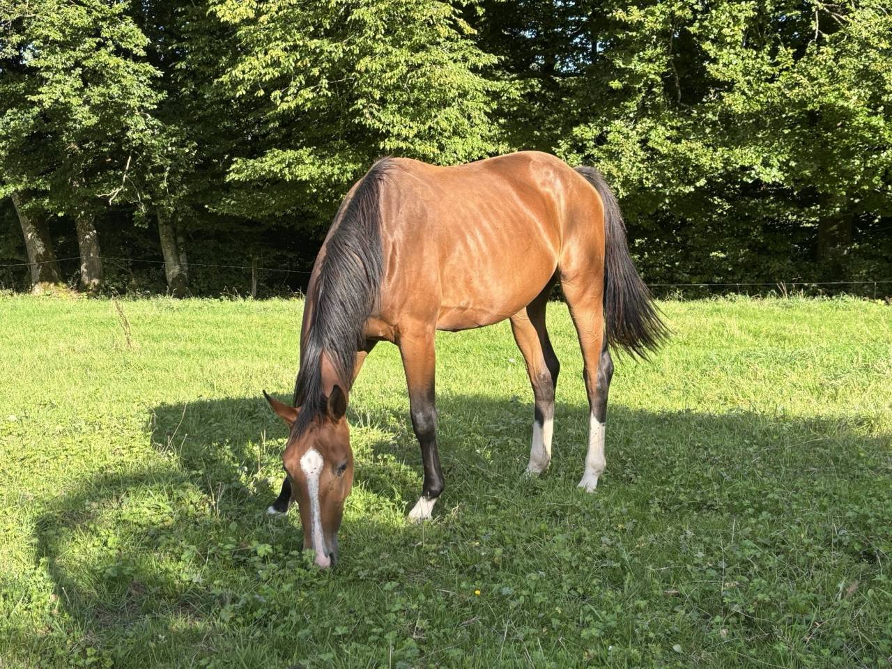 Merrie Selle Français Te koop 2023 Donker bruin / bai ,  QLASSIC BOIS MARGOT