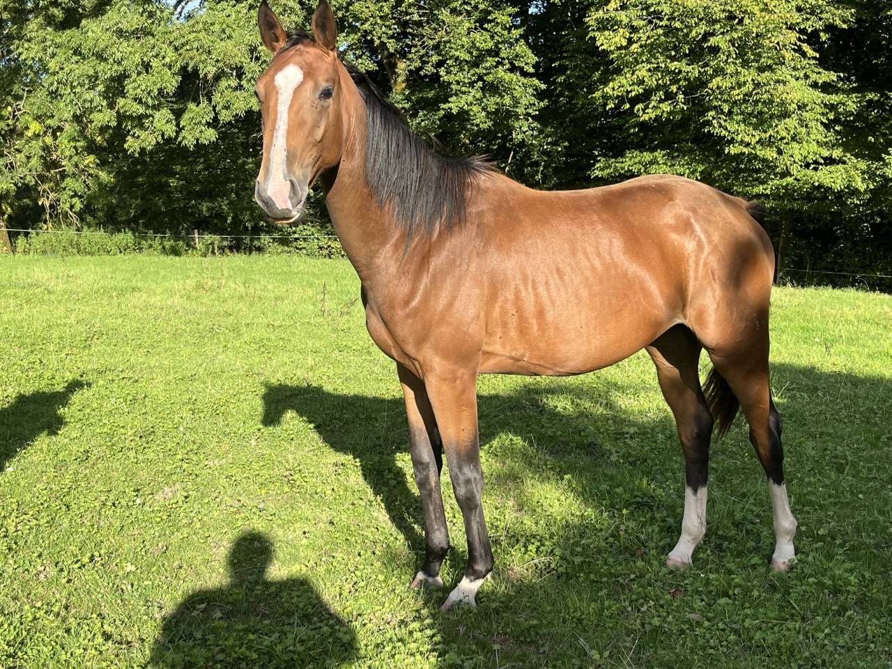 Merrie Selle Français Te koop 2023 Donker bruin / bai ,  QLASSIC BOIS MARGOT