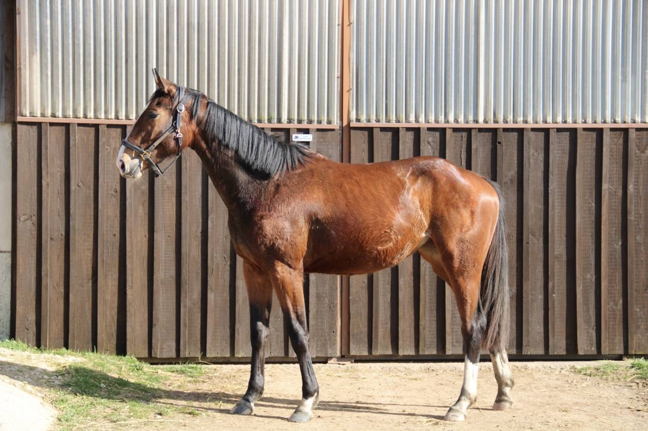 Merrie Selle Fran&ccedil;ais Te koop 2023 Donker bruin / bai ,  QLASSIC BOIS MARGOT