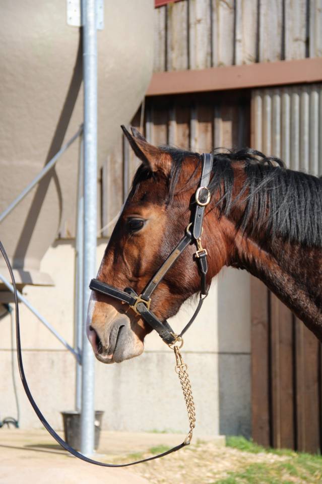 Merrie Selle Fran&ccedil;ais Te koop 2023 Donker bruin / bai ,  QLASSIC BOIS MARGOT