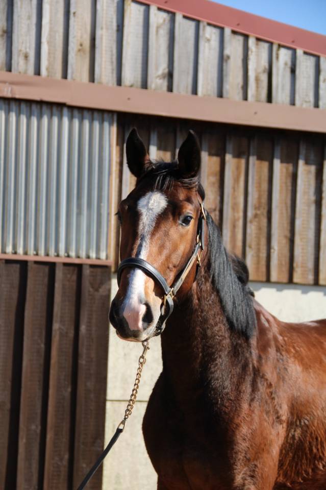 Merrie Selle Fran&ccedil;ais Te koop 2023 Donker bruin / bai ,  QLASSIC BOIS MARGOT