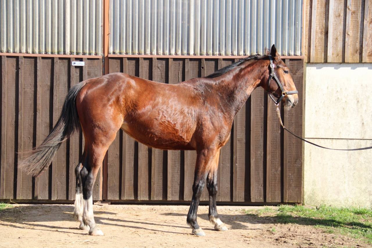 Merrie Selle Fran&ccedil;ais Te koop 2023 Donker bruin / bai ,  QLASSIC BOIS MARGOT