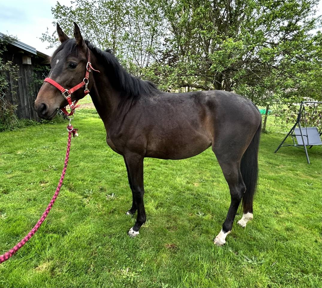 Merrie Selle Français Te koop 2023 Bruin / Bai ,  El barone 111 Z