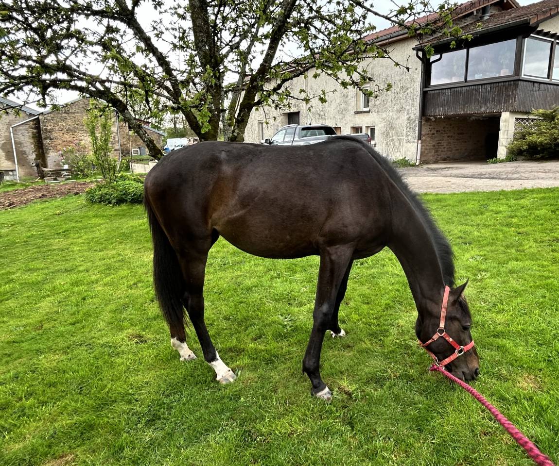 Merrie Selle Français Te koop 2023 Bruin / Bai ,  El barone 111 Z