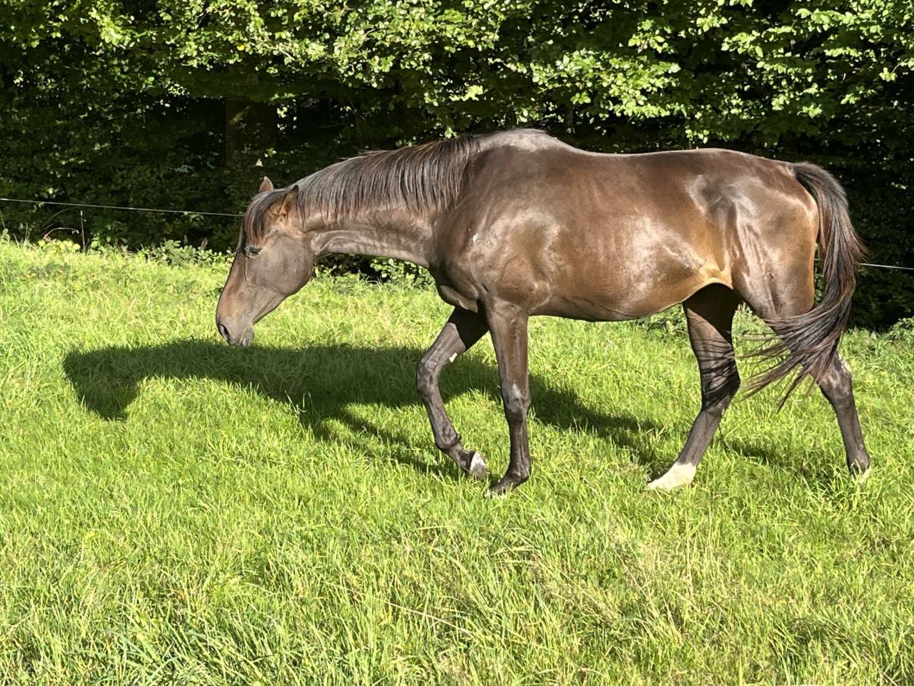 Merrie Selle Français Te koop 2023 Bruin / Bai ,  El barone 111 Z