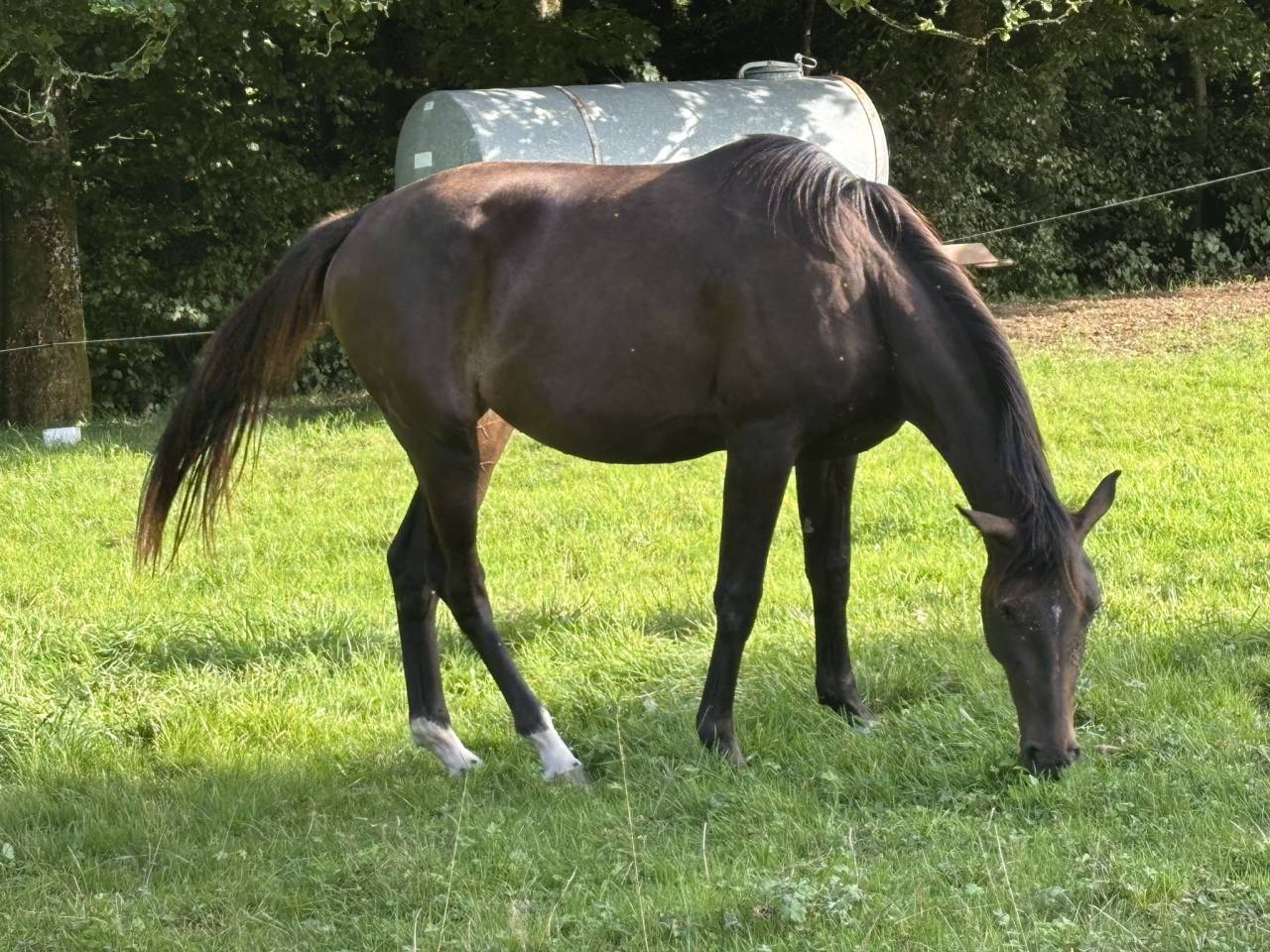 Merrie Selle Français Te koop 2023 Bruin / Bai ,  El barone 111 Z