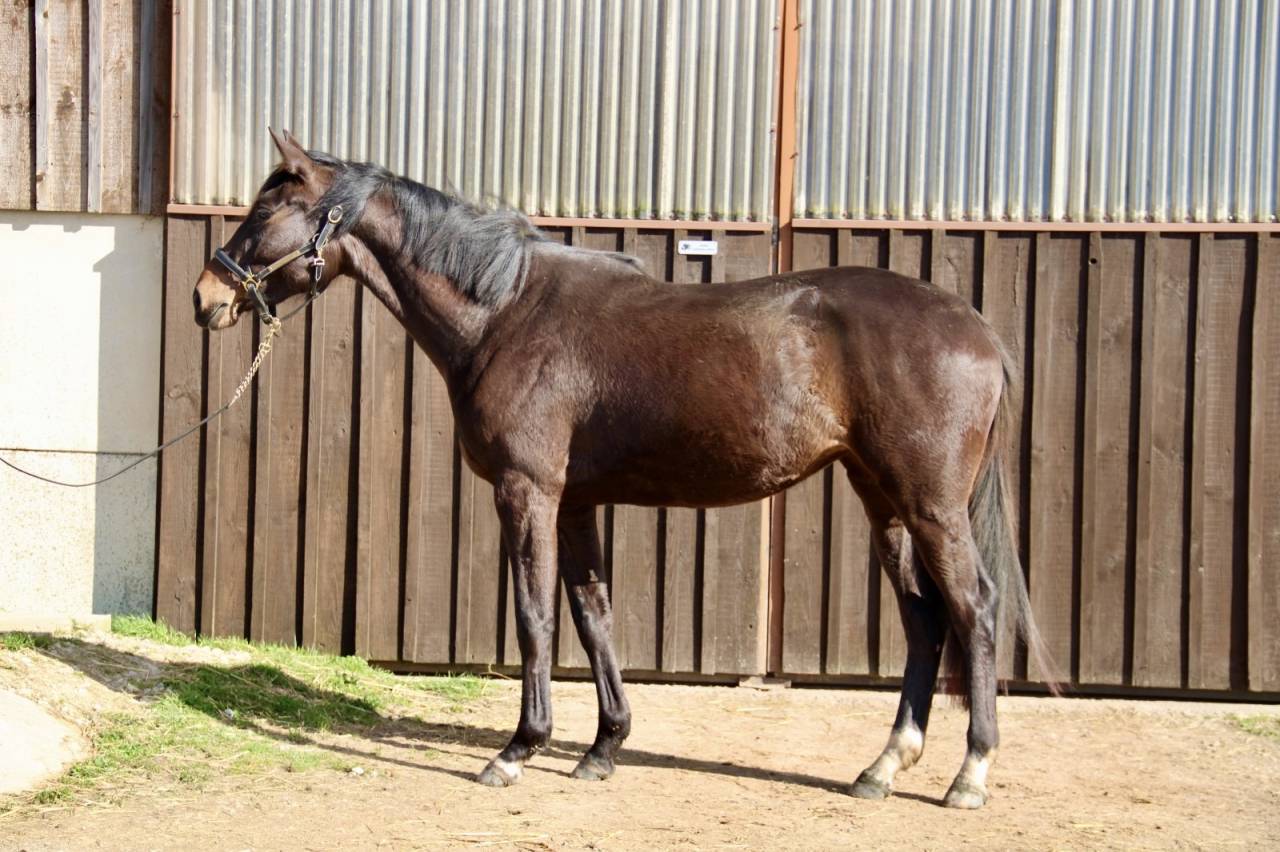 Merrie Selle Fran&ccedil;ais Te koop 2023 Bruin / Bai ,  El barone 111 Z