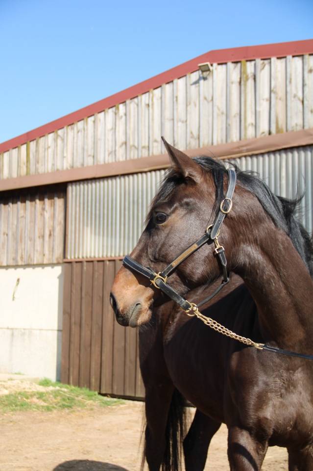 Merrie Selle Fran&ccedil;ais Te koop 2023 Bruin / Bai ,  El barone 111 Z