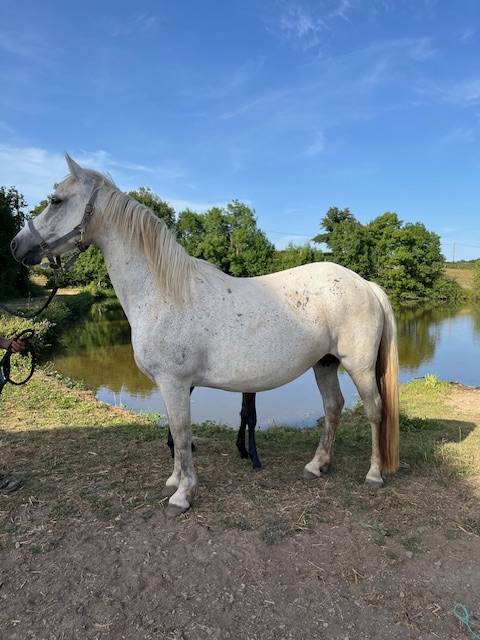 Draagmerrie Connemara Te koop 2013 Schimmel ,  CLEGGANBAY TOWER