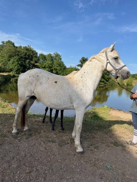 Draagmerrie Connemara Te koop 2013 Schimmel ,  CLEGGANBAY TOWER